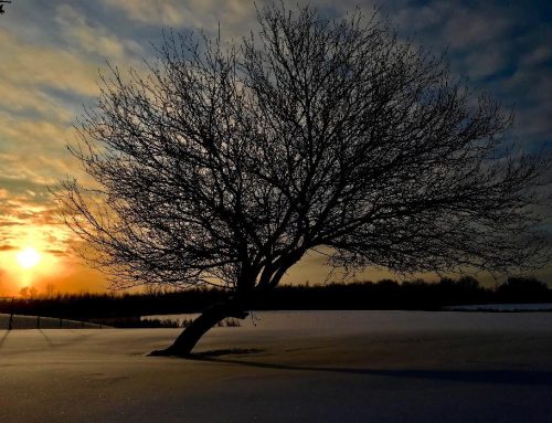 Winter Blues, Blahs or Buoys?