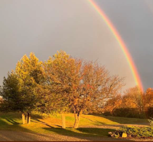 Rainbow over a tree