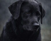 Sad black dog standing in the rain with a downcast expression, symbolizing depression, anxiety, and the “black dog” metaphor in mental health and trauma support.