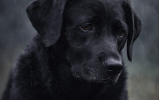 Sad black dog standing in the rain with a downcast expression, symbolizing depression, anxiety, and the “black dog” metaphor in mental health and trauma support.