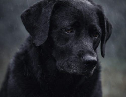The Black Dog of Depression