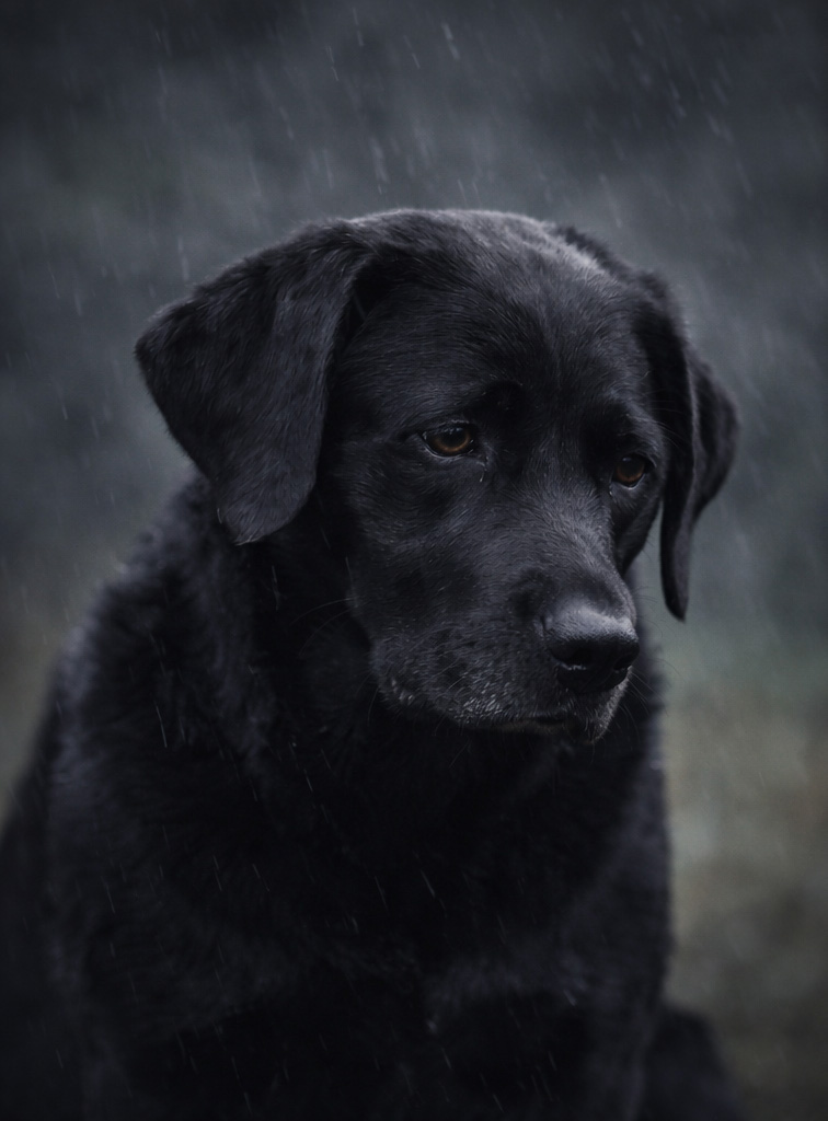 Sad black dog standing in the rain with a downcast expression, symbolizing depression, anxiety, and the “black dog” metaphor in mental health and trauma support.